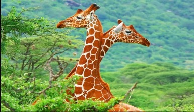 /شگفتی های آفریقای جنوبی